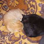 Anita Rita Kiss Profile Picture