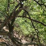 Attila László Profile Picture