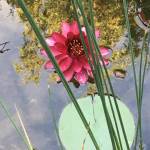 Veronika Baranyay Profile Picture